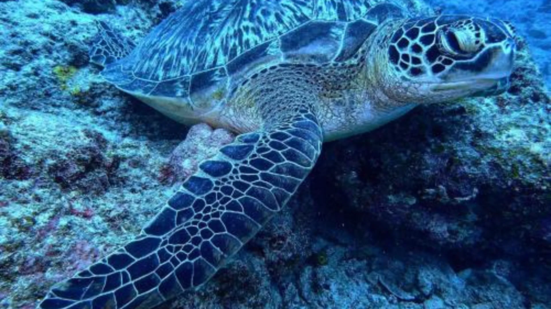 이시가키 Ishigakijima Guesthouse Seacoro 2성급 호텔 부대시설