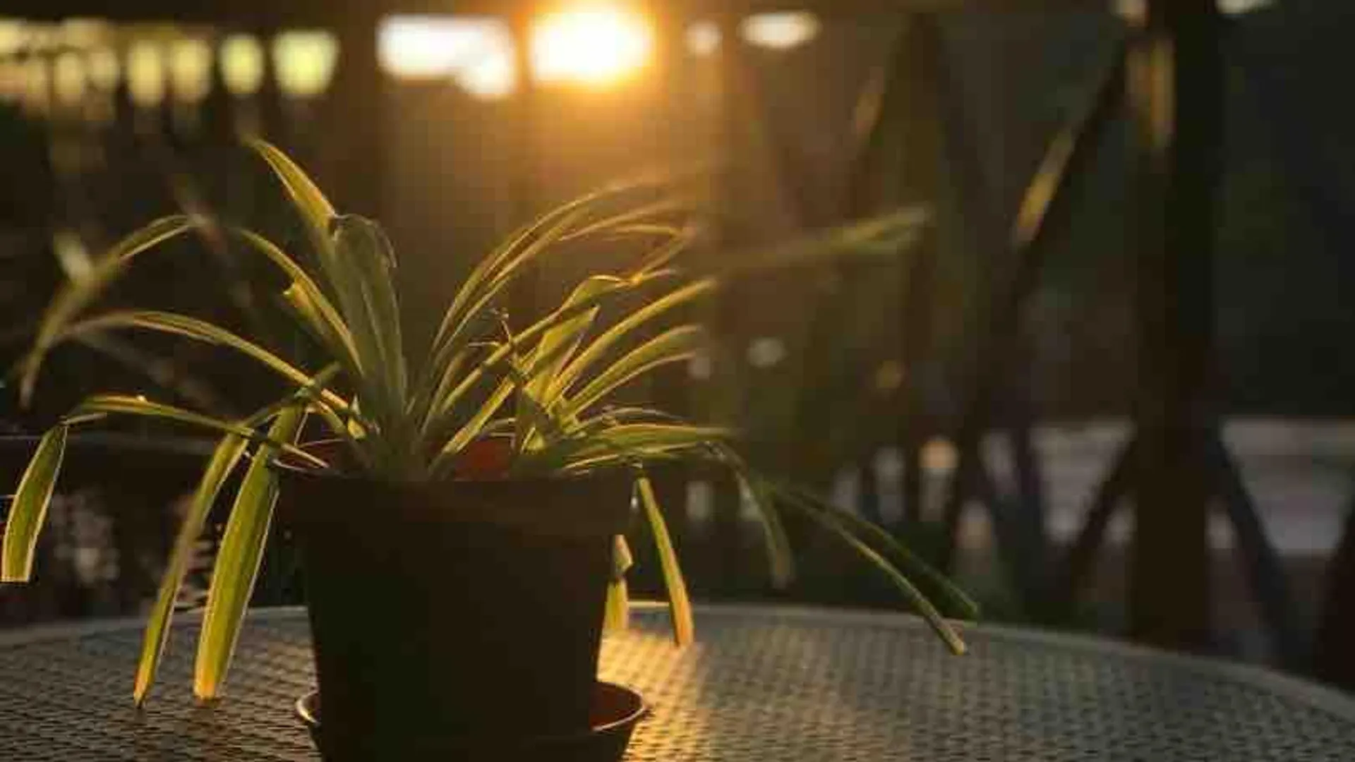 카메론 하일랜즈 Cameron Nova Highlands Resort VI 2성급 게스트하우스 수영장