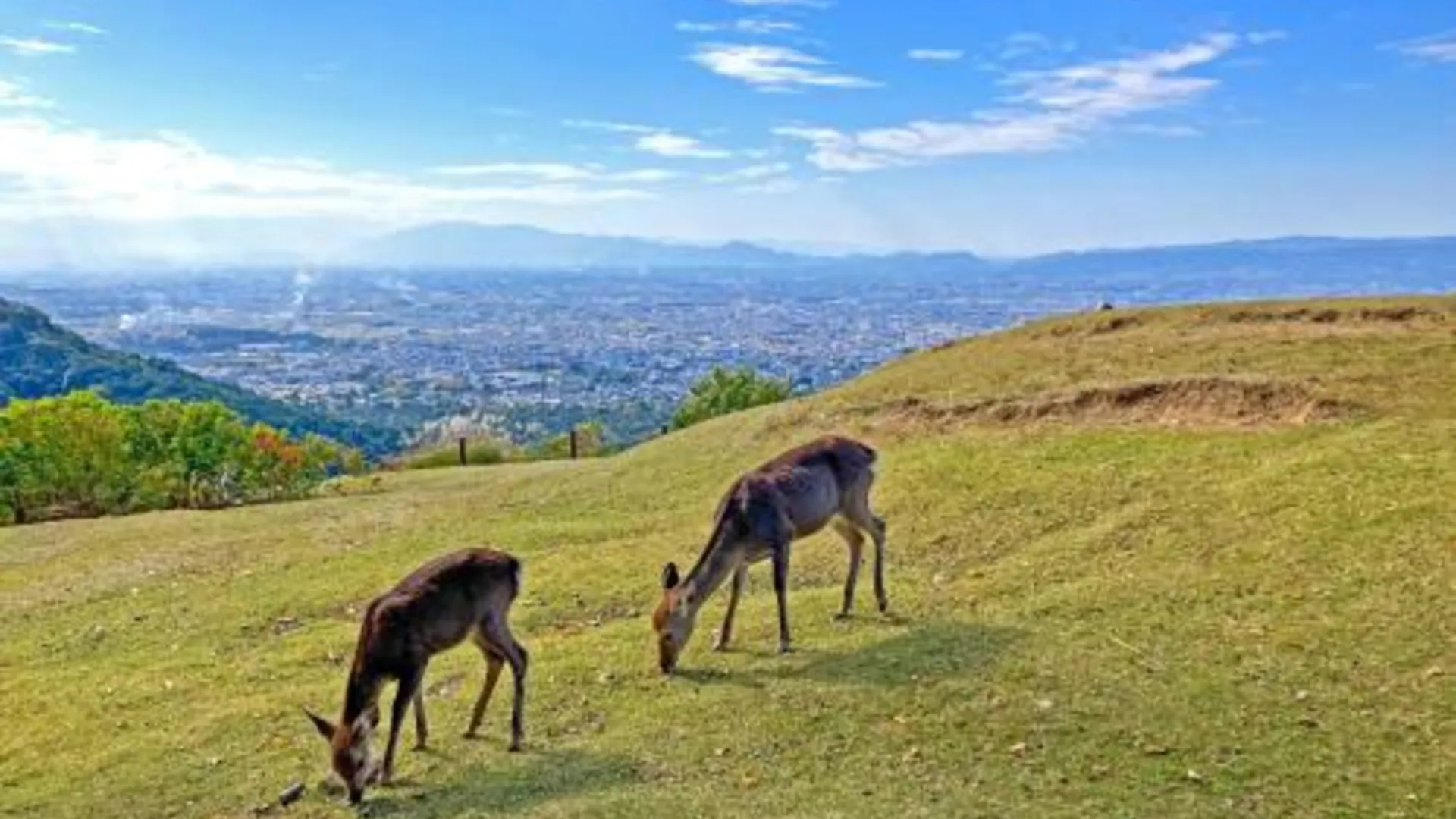 오사카 호텔 퍼블릭 잼 2성급 호텔 객실