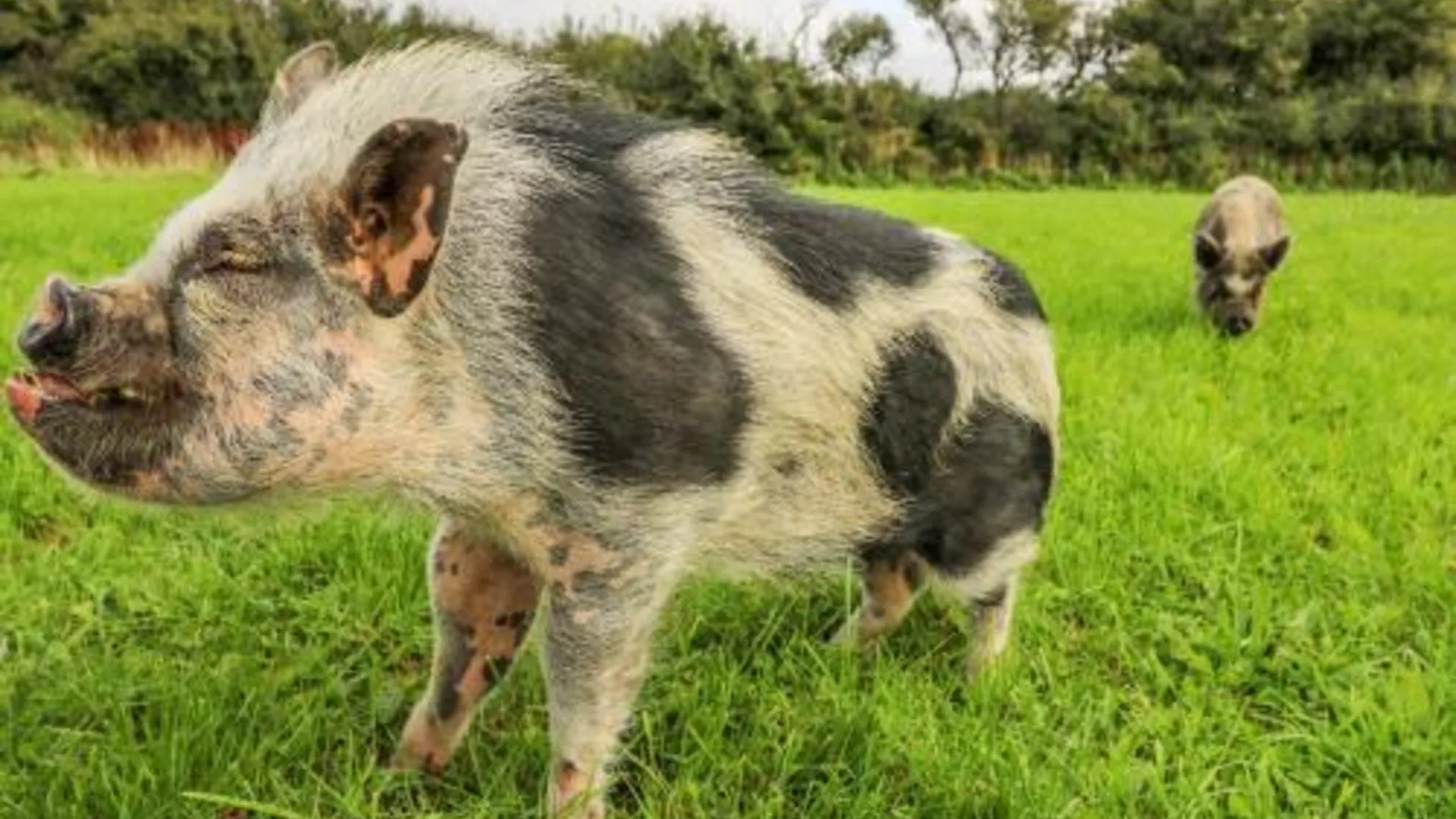 테그린 Rosehaven 3성급 싱글룸 외관