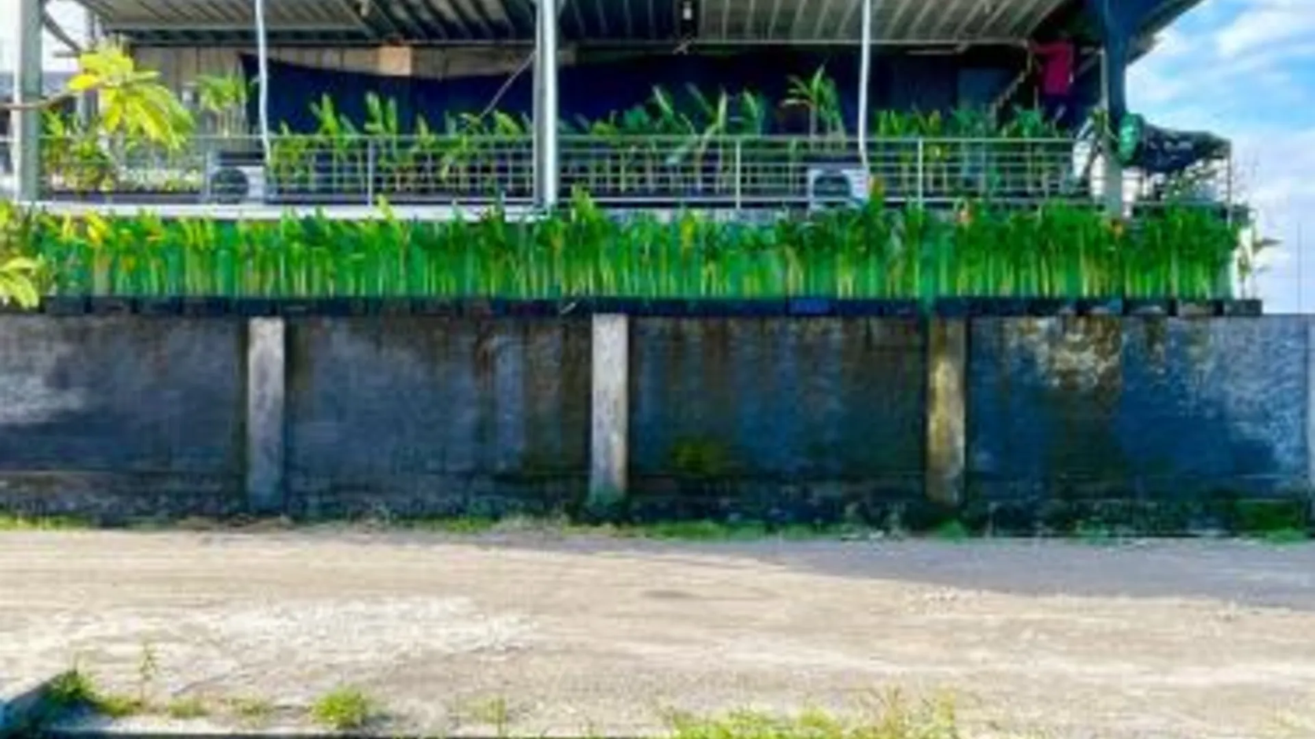 발리 trees inn Bali Denpasar 3성급 게스트하우스 수영장