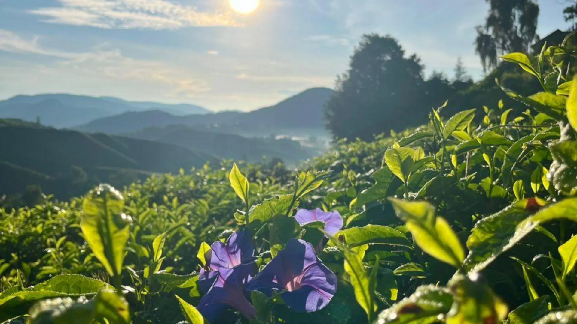 카메론 하일랜즈 브린창의 아파트먼트 (m², 침실 3개, 프라이빗 욕실 2개) 2성급 싱글룸 외관