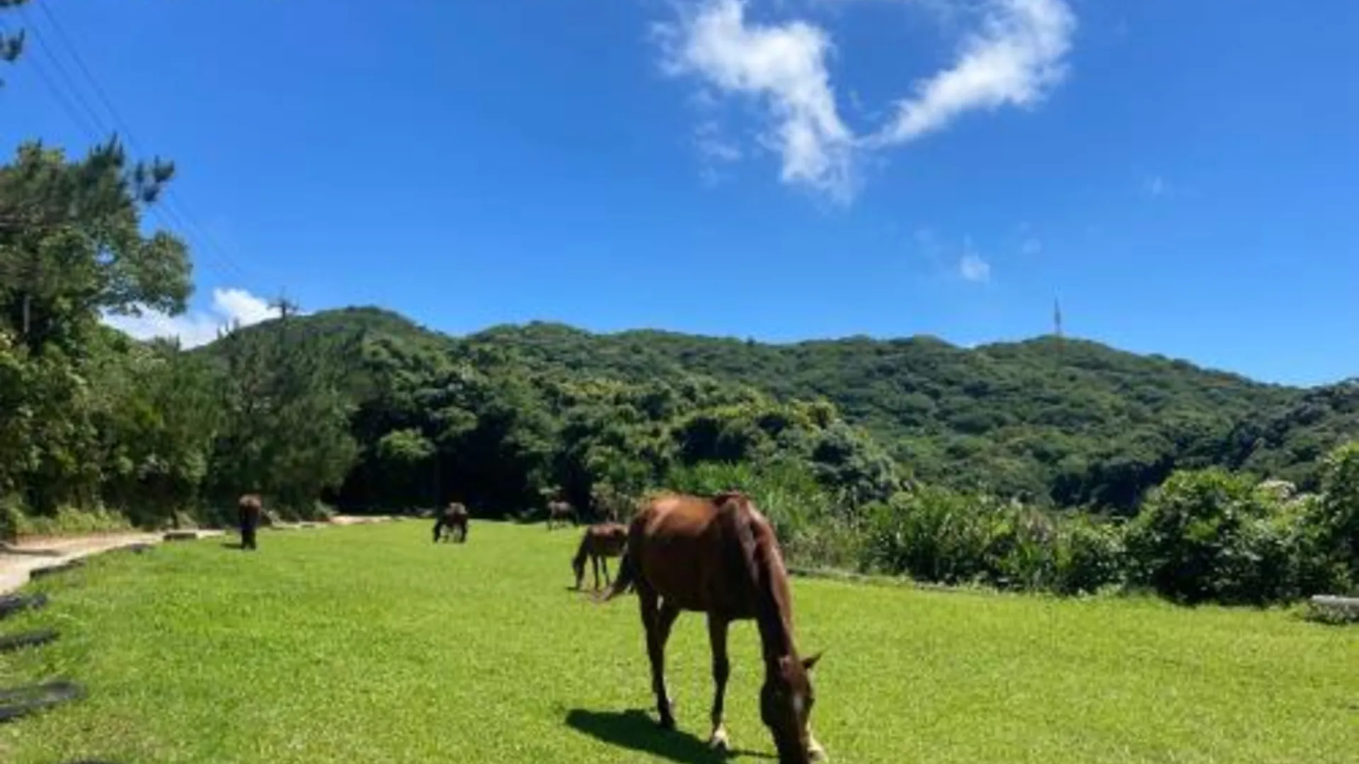 오키나와 본섬 S K p エスケープ 今帰仁 2성급 싱글룸 객실