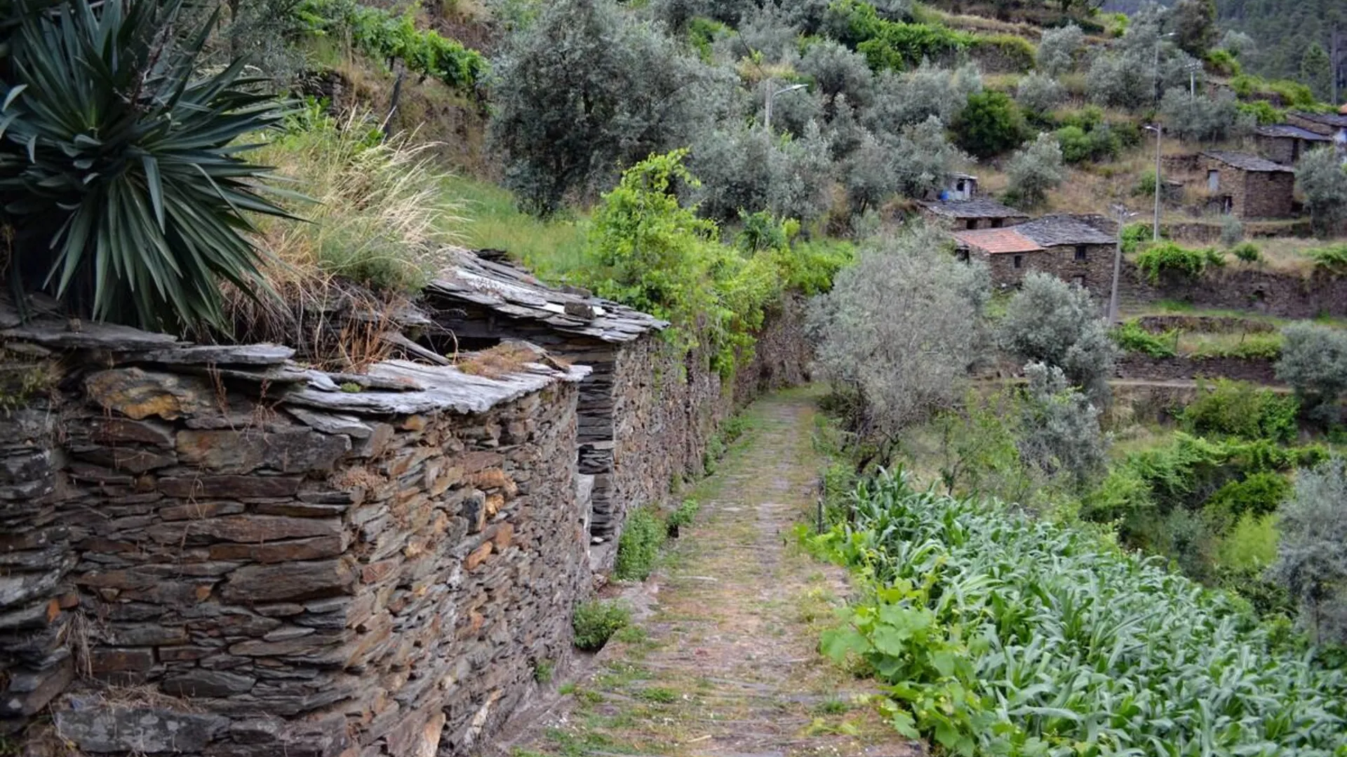올리베이라 도 호스피탈 상 지앙의 프라이빗 하우스 (70m², 침실 1개, 프라이빗 욕실 1개) 2성급 싱글룸 전망