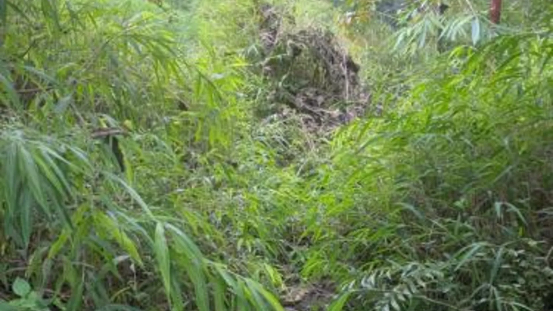 사파 Son Thoi Homestay 3성급 게스트하우스 레스토랑