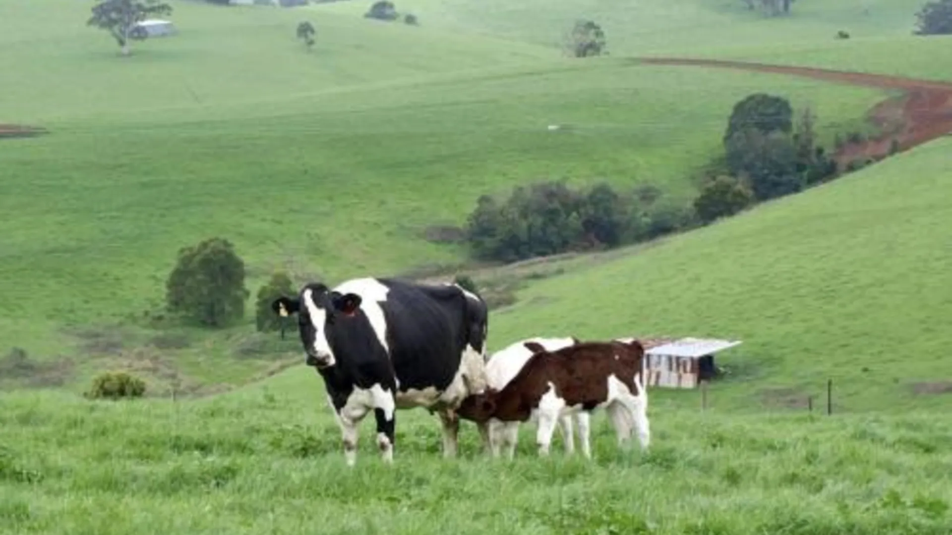 깁스랜드 지역 Manderley Park Farmstay B&B 5성급 호텔 전망