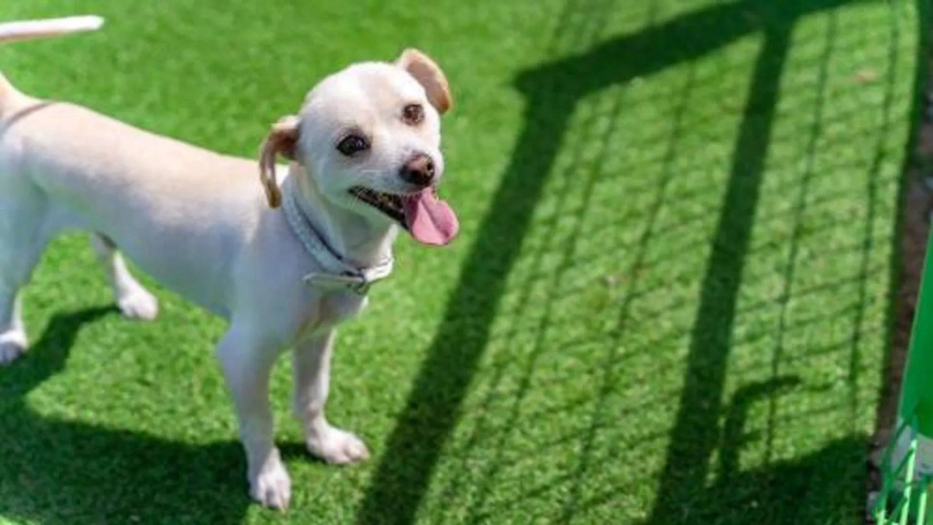 강릉 강릉 수와래 애견 동반 펜션 3성급 게스트하우스 레스토랑