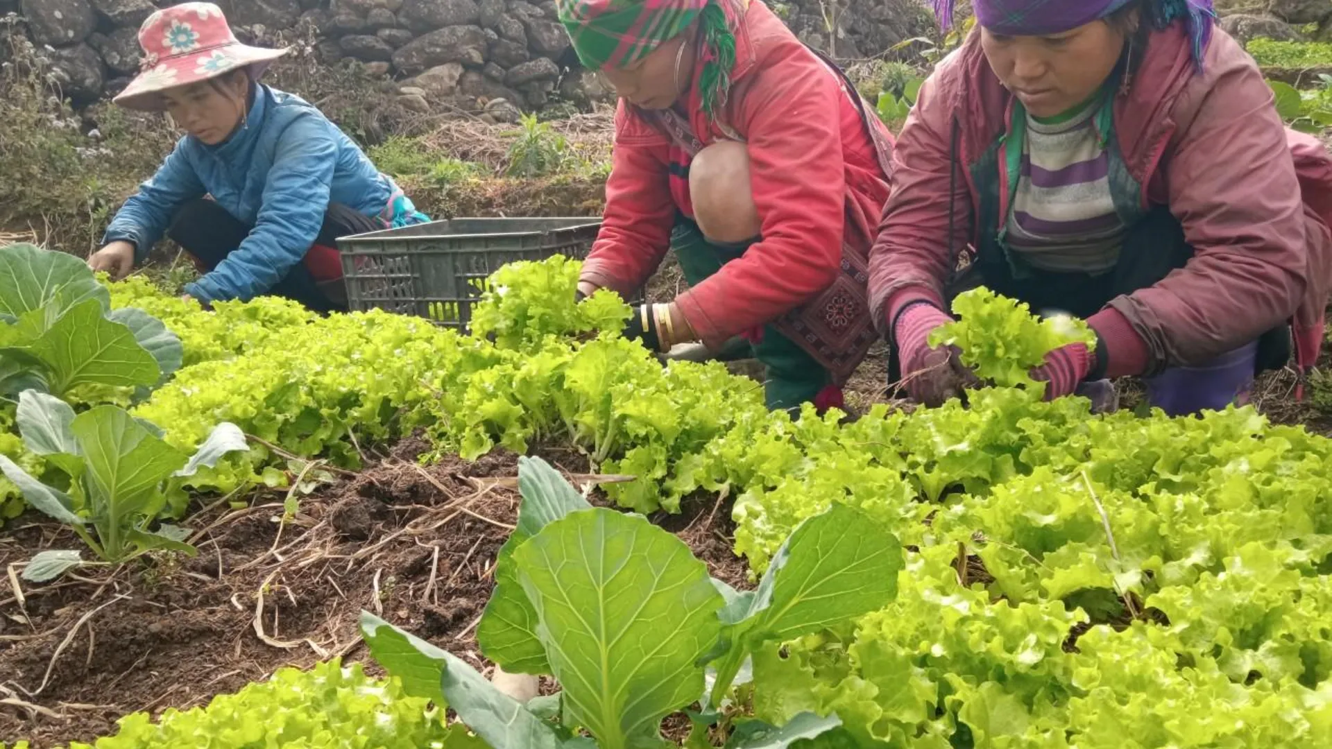 사파 사파 시내의 아파트먼트 (2000m², 침실 12개, 프라이빗 욕실 2개) 2성급 싱글룸 스위트룸