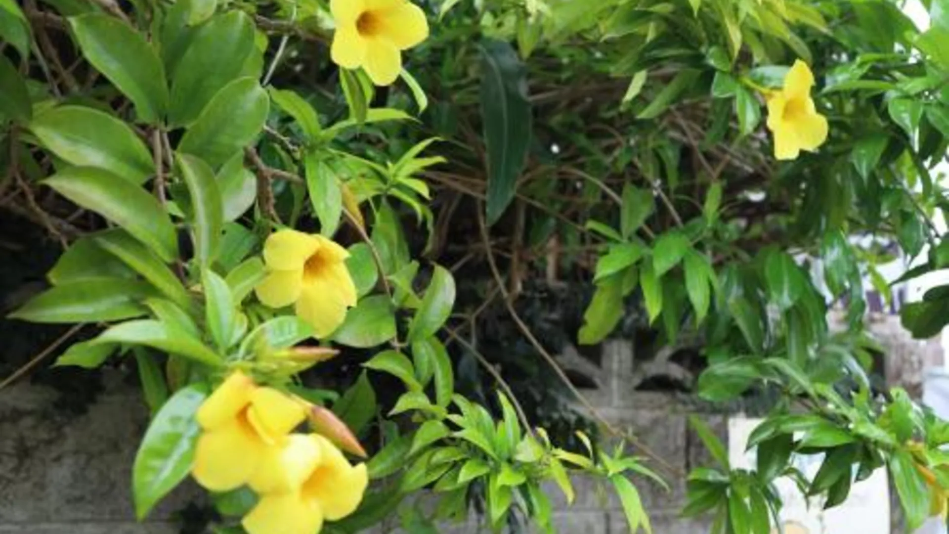 오키나와 본섬 ごーやー荘 호텔 객실