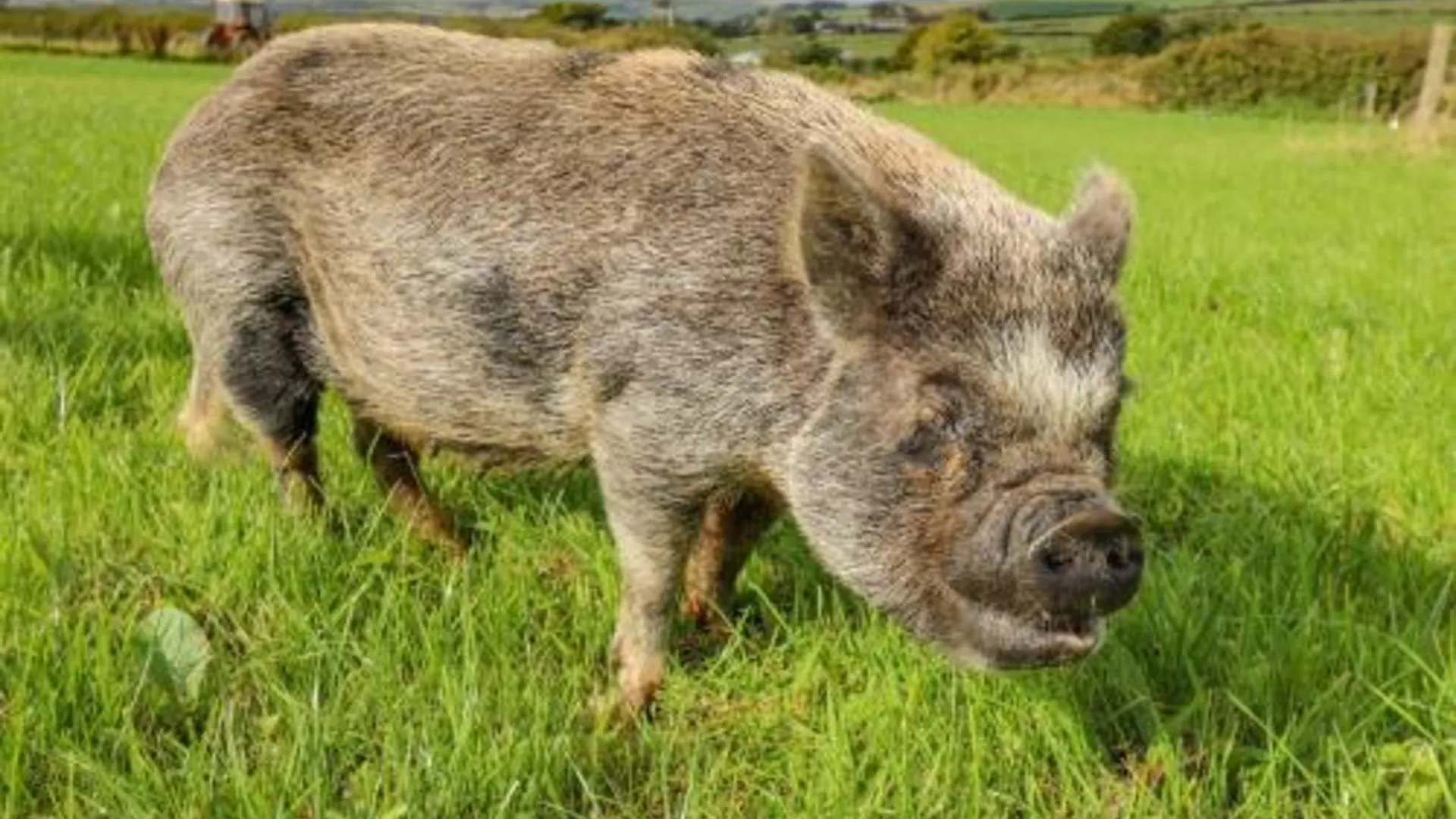 테그린 Rosehaven 3성급 싱글룸 레스토랑