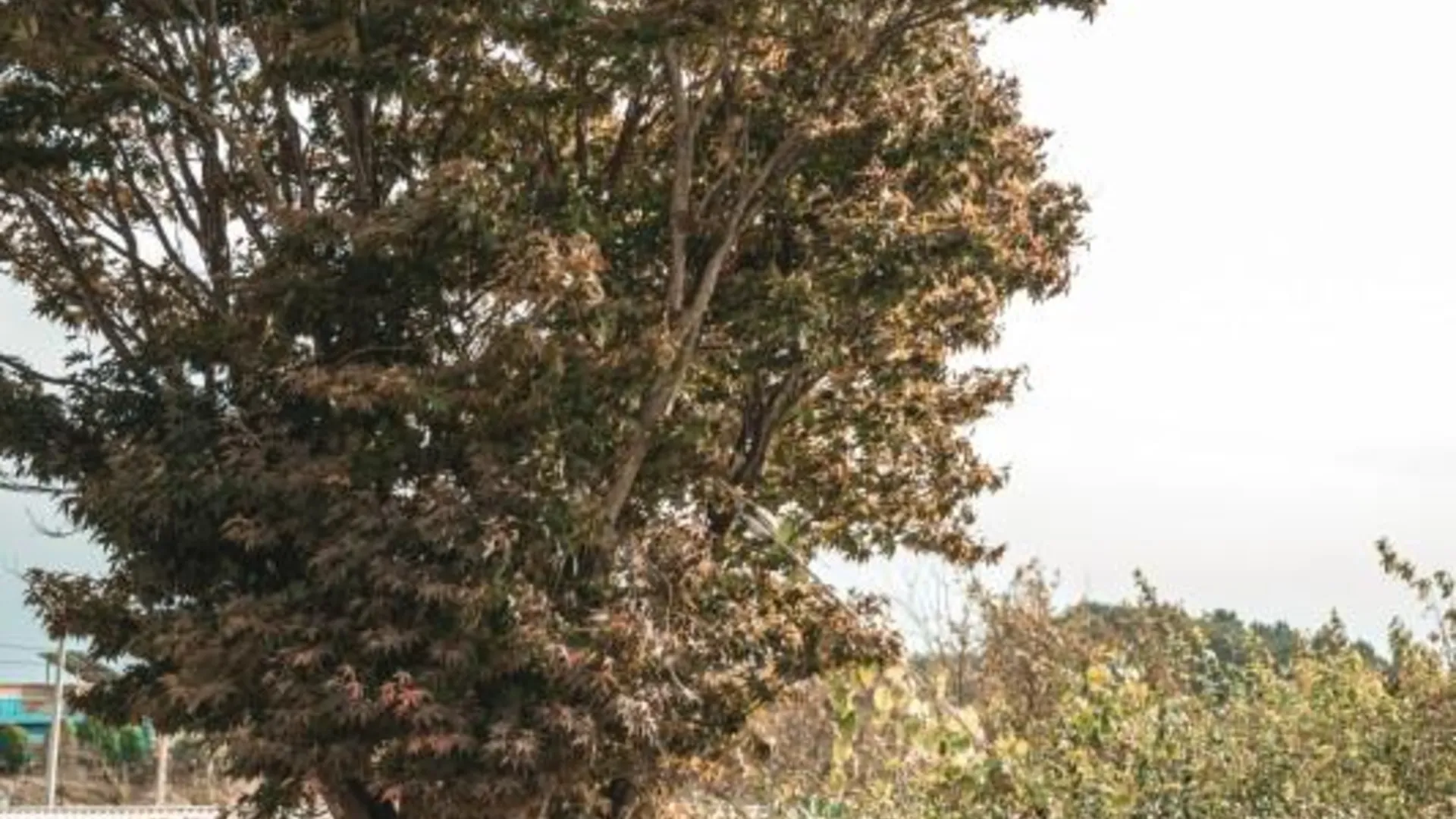 당진 당진 푸레기마을펜션 1성급 게스트하우스 수영장