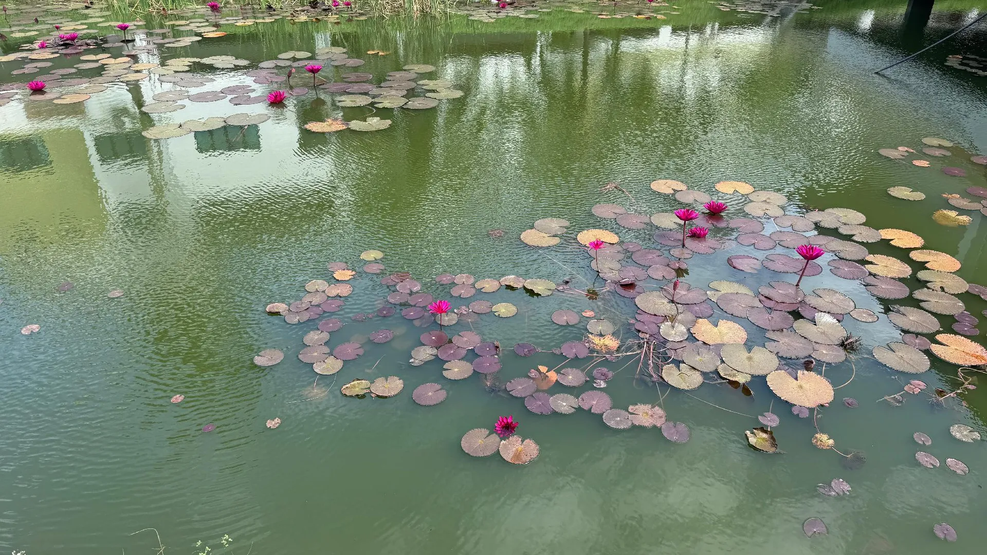 팡코르 팡코르 아일랜드의 스튜디오 프라이빗 하우스 (100m², 프라이빗 욕실 1개) 3성급 싱글룸 전망