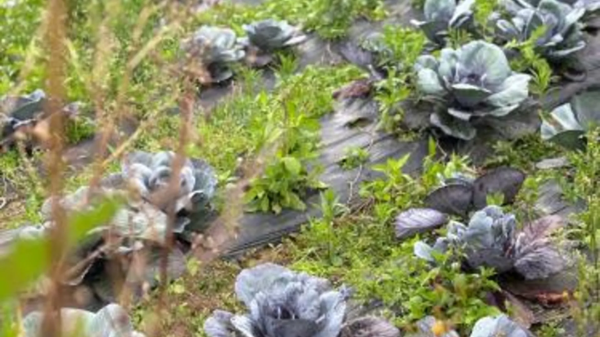 발리 Pondok Kebun Sayur 호텔 외관