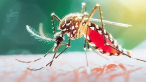 ডেঙ্গুতে আরও ঝরলো ১০ জনের প্রাণ