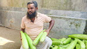 পঞ্চগড়ে এক টাকায় চার লাউ, লোকসানে বাগান কাটছেন কৃষকেরা