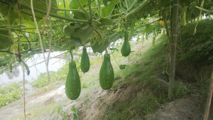 দুই কিলোমিটারজুড়ে বাঁধের ঢালে লাউ চাষ, লাভের স্বপ্ন কৃষকের