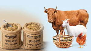 এক মাসেই ৭ শতাংশ বেড়েছে পশুখাদ্যের দাম