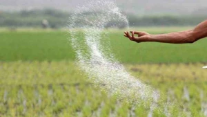 মরক্কো থেকে ৭০ হাজার টন সার আমদানি করবে সরকার