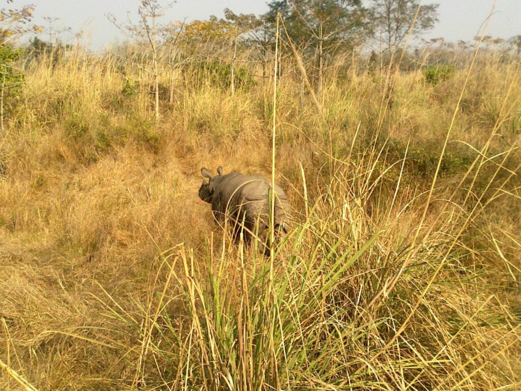 Chitwan National Park One Horn Rhino