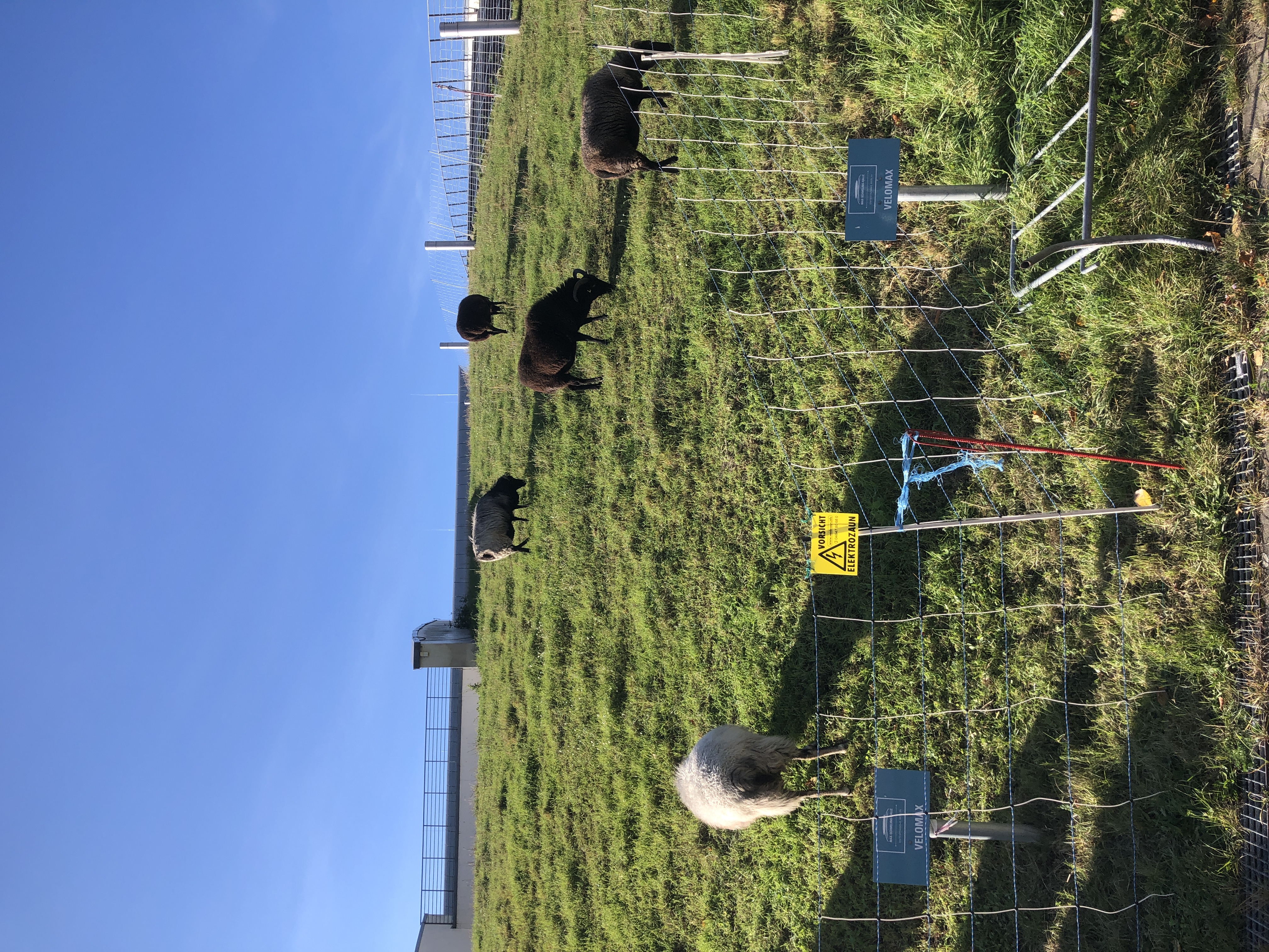 Sheep at Mauerpark