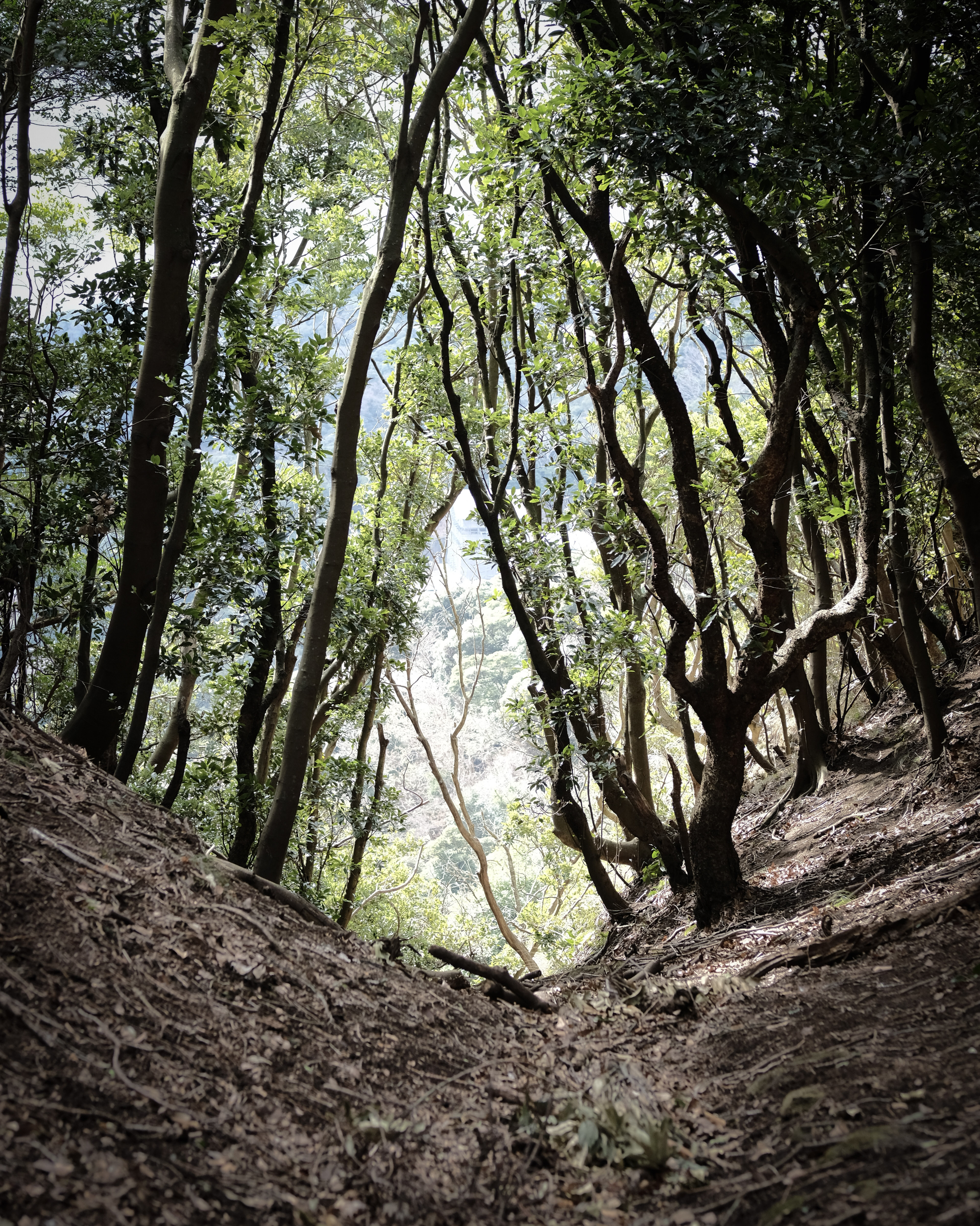 Nokogiriyama Hike