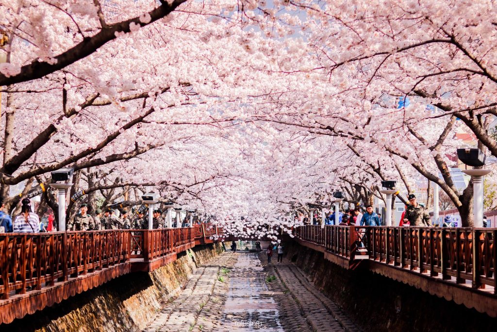 Cherry Blossom Di Korea 2018