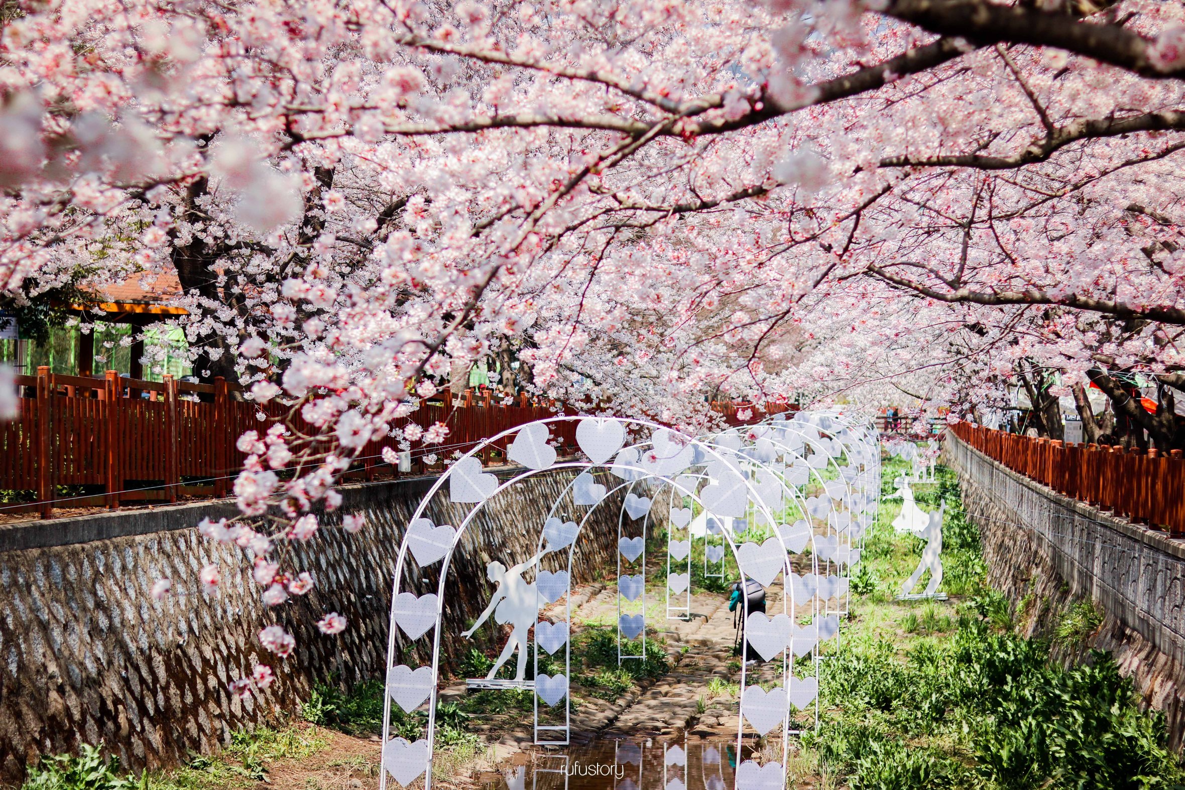  bunga  taman bunga  sakura  di  korea  selatan