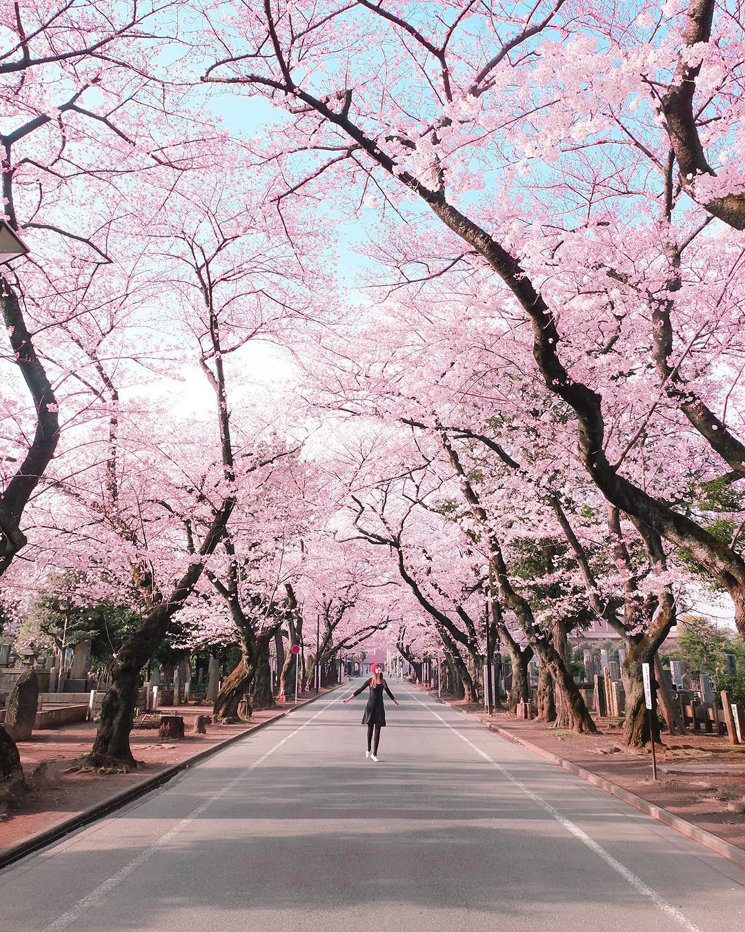 85+ Gambar Pemandangan Bunga Sakura Indah Paling Bagus