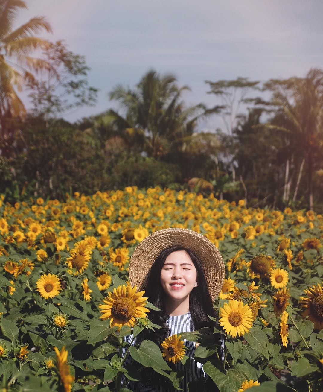 Bunga Matahari Di Indonesia - 10 Spot Foto Bentuk Bunga Matahari yang Instagramable di ... / Khususnya di indonesia, yang dikenal dengan iklim tropis sangat bagus untuk pertumbuhan bunga matahari.