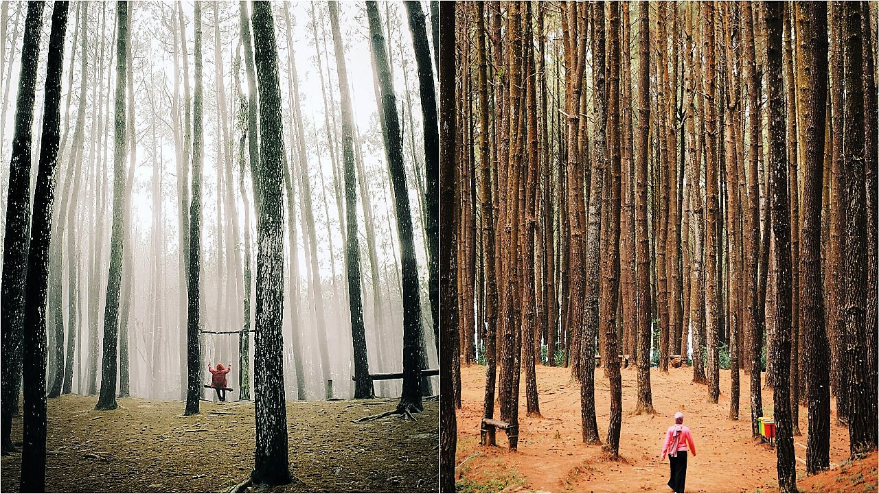 23 Destinasi Wisata Hutan Pinus Untuk Liburan Anti Mainstream Dan