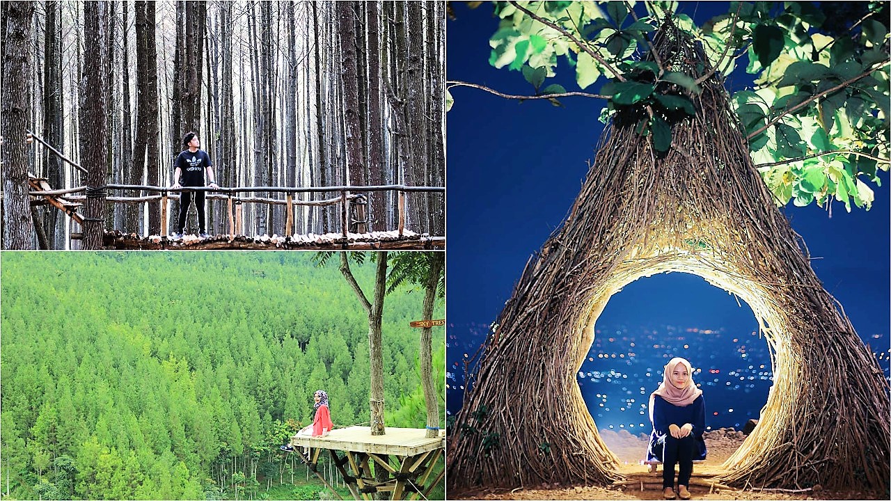 Tempat Wisata Bandung Pohon Pinus