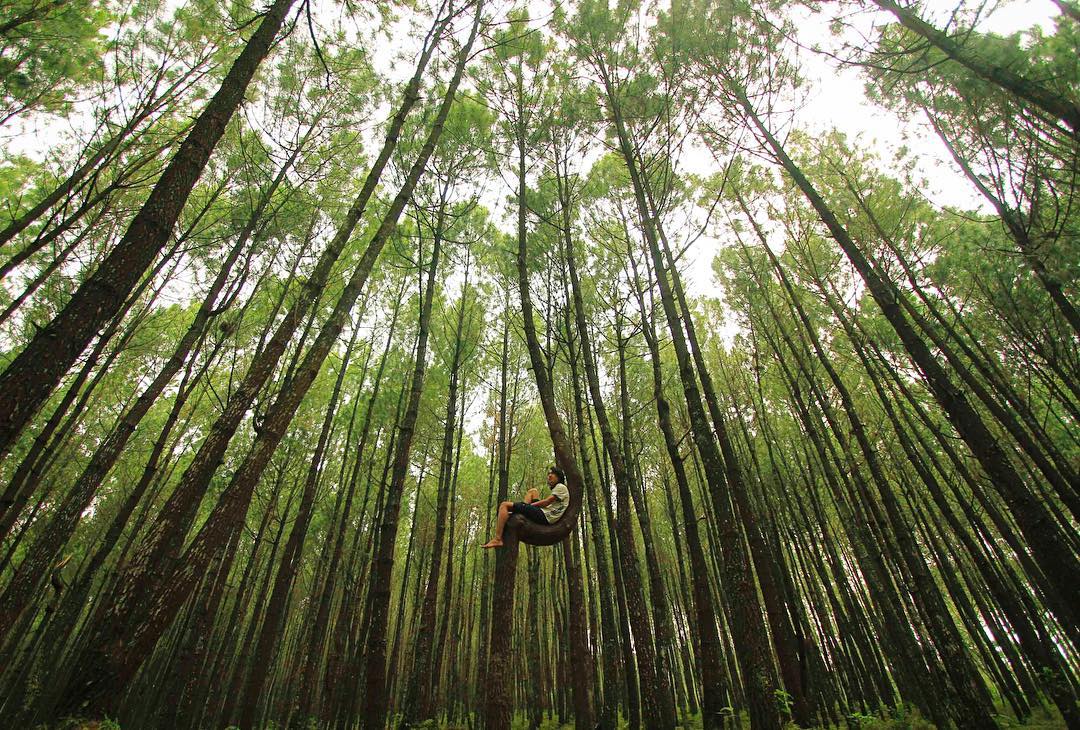 23 Destinasi Wisata Hutan Pinus Untuk Liburan Anti