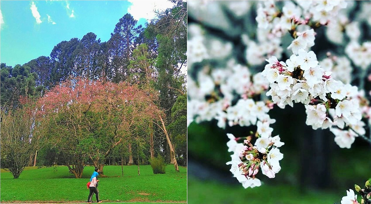 Tempat Melihat Bunga Sakura Di Indonesia Yang Tidak Kalah Keren