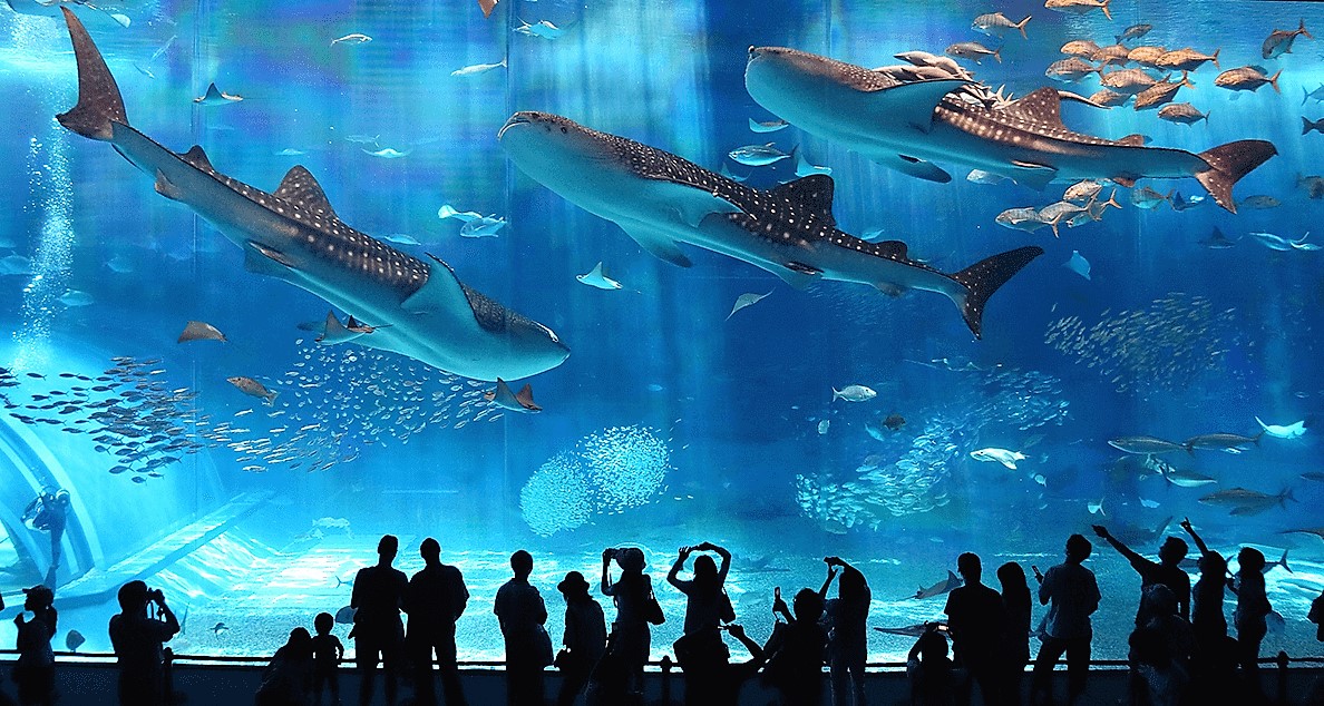 Okinawa Churaumi Aquarium - TripZilla Indonesia