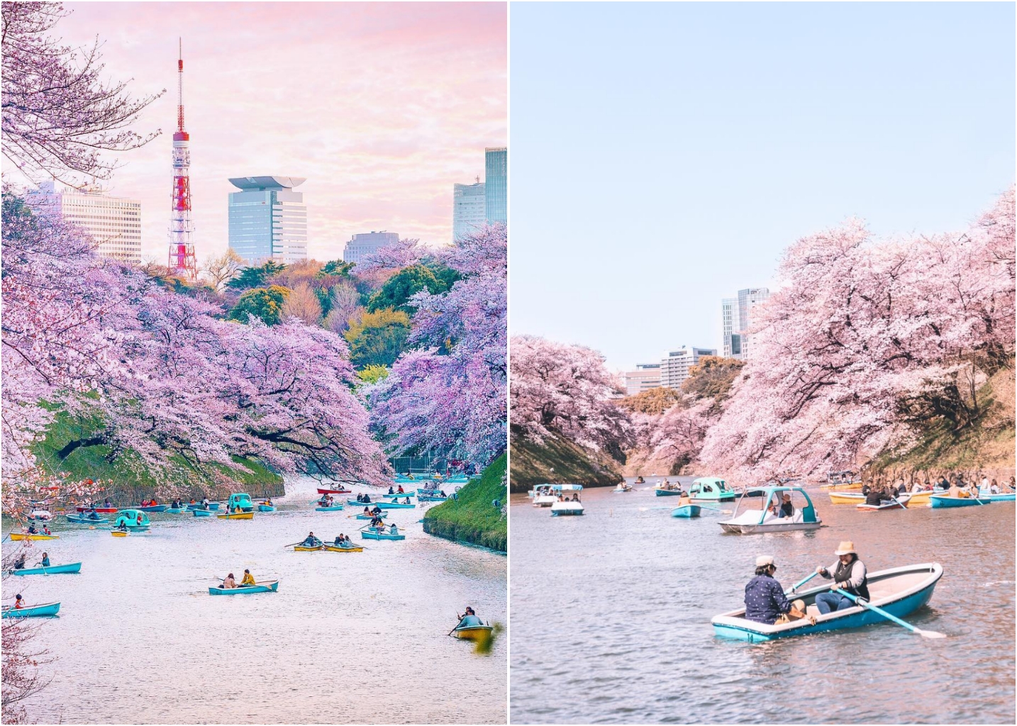 7 Tempat Populer Untuk Melihat Bunga Sakura Di Tokyo