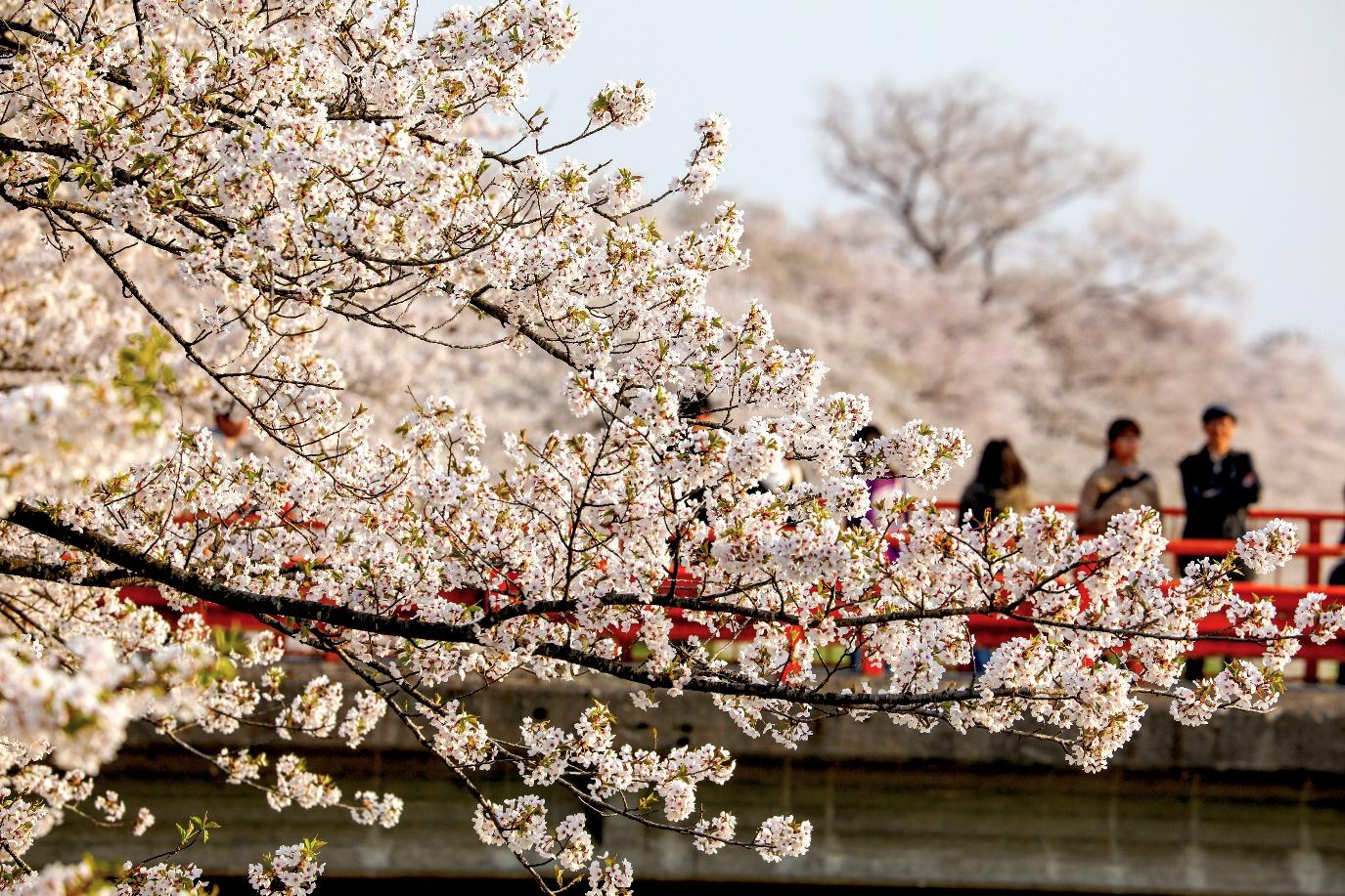 Itinerary Wisata Jepang Untuk Melihat Pemandangan Terbaik Mekarnya Sakura Mulai April