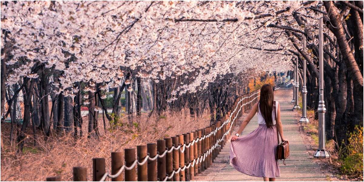  Musim  Apa  Bunga Sakura  Mekar Oleh karena itu musim  semi 