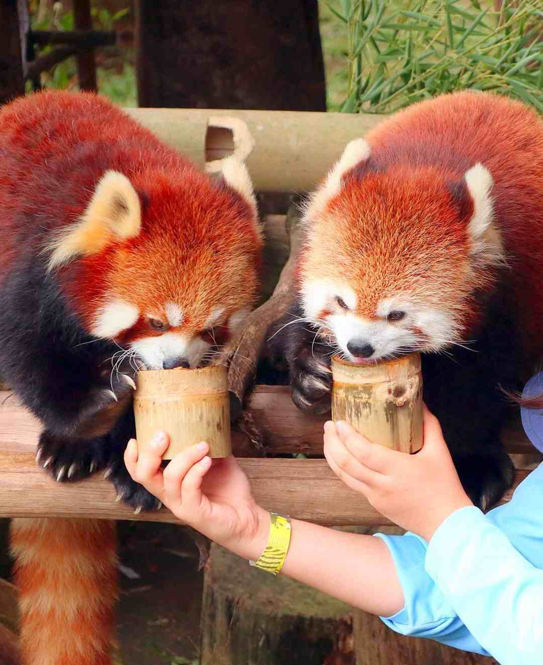 red panda taman safari bogor