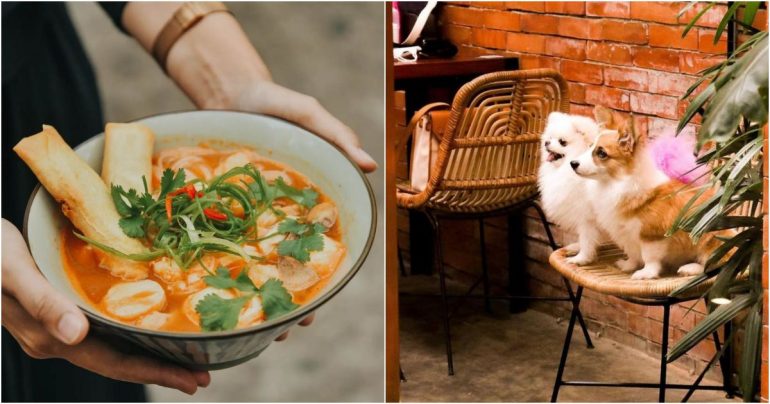 Cafe Pet Friendly Bandung Yang Asyik Dikunjungi Dan Instagramable