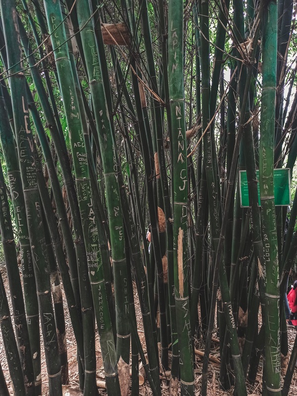 baguio bamboo eco park