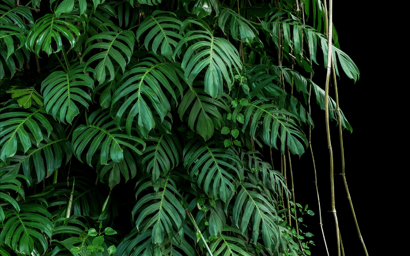 Native Philippine Plants 1 