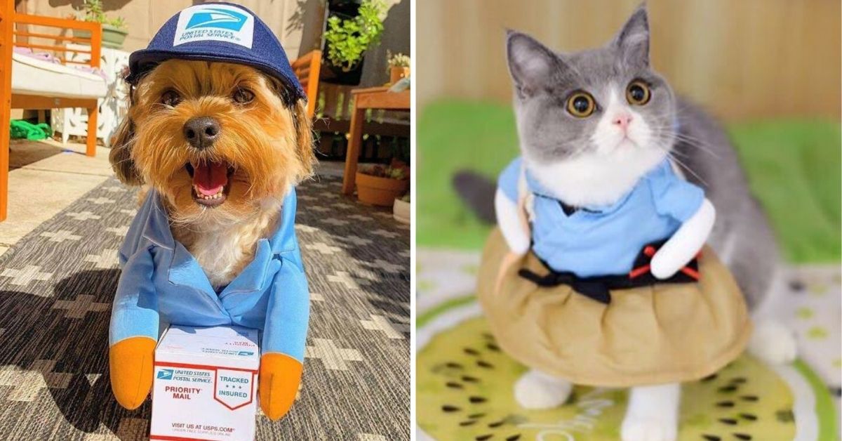 8 Funny Dog Costumes That Will Make You Laugh Out Loud