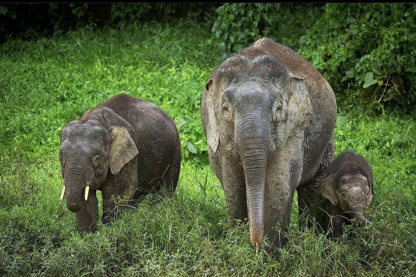 Borneo elephants