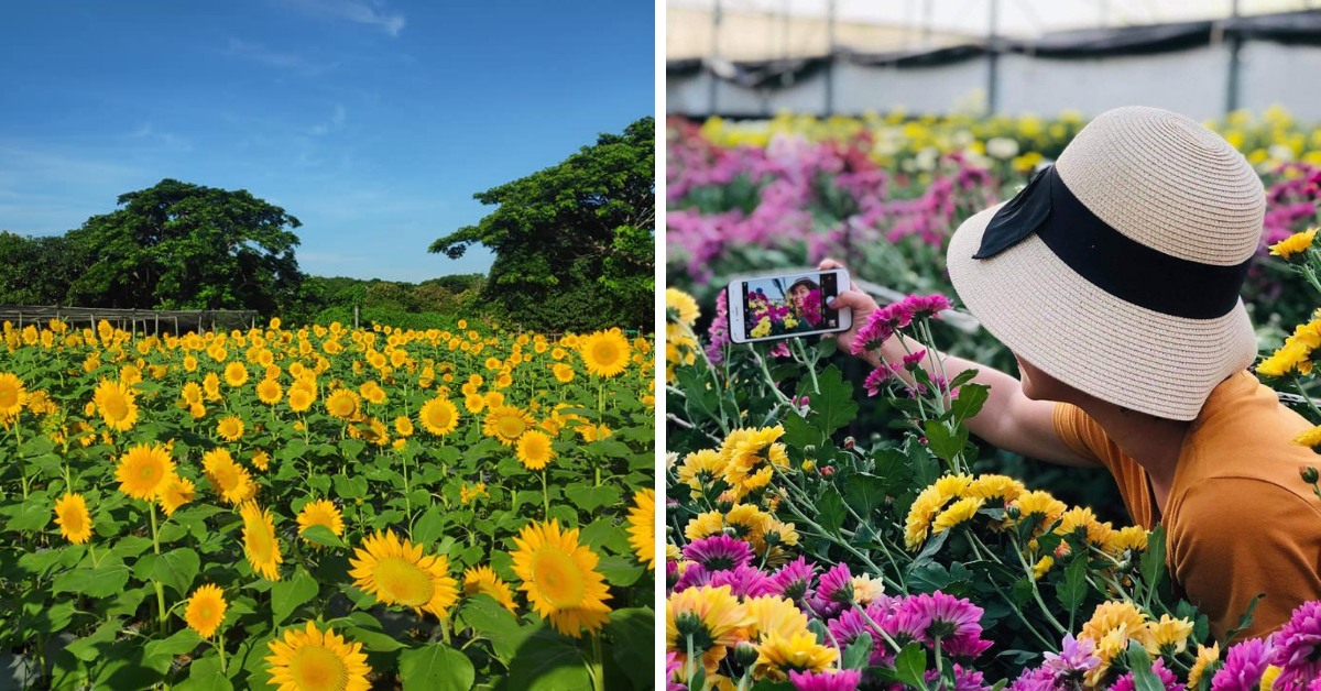 8 Flower Farms In The Philippines That