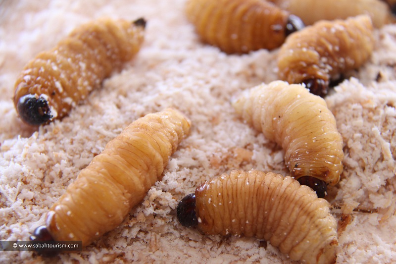 Sabah sago worms