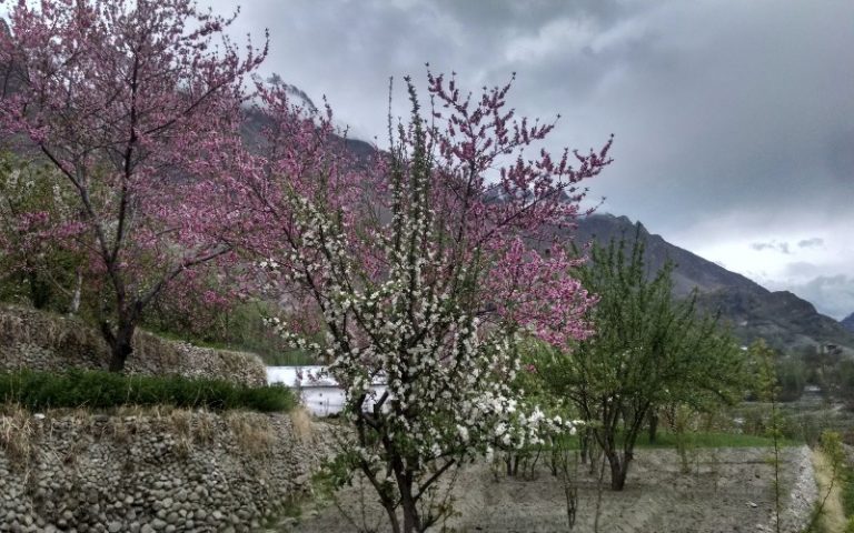 visa free cherry blossom destinations