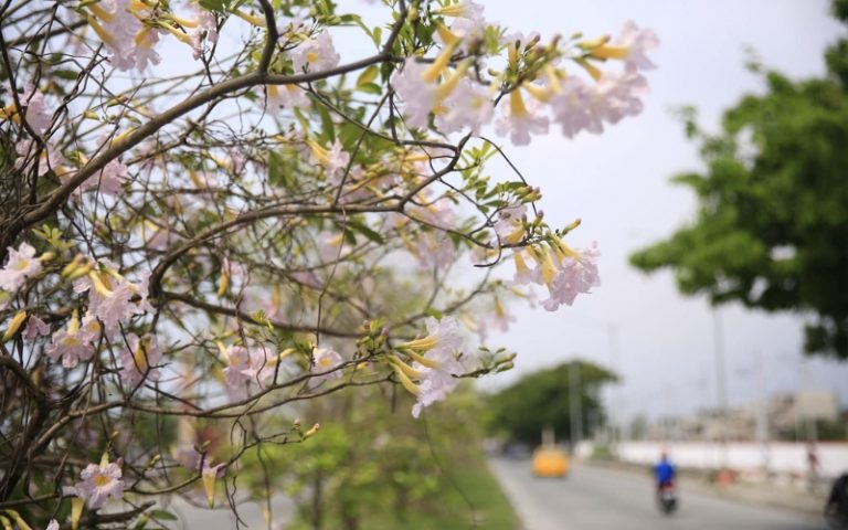 cherry blossom trees taguig