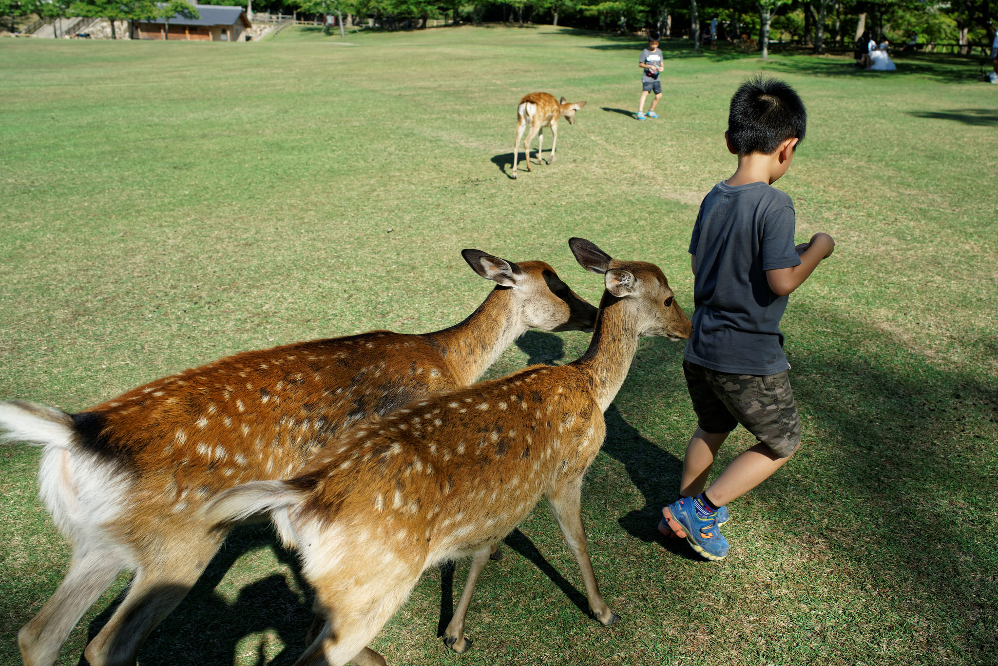 Công Viên Nara Park Nhật Bản