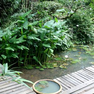 Khu vườn nhiệt đới Tropical Spice Garden