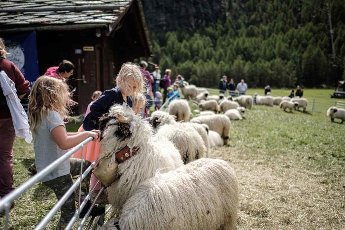 Lễ hội chăn cừu